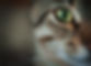 Gros plan sur un chat