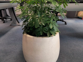 aménagement floral et végétal