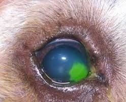 Test à la fluorescéine positif