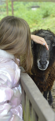 Caresser un animal