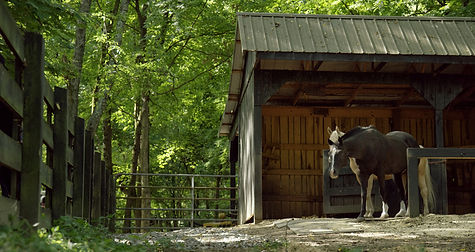 Chevaux à côté d’une grange