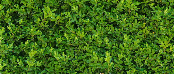 Haie texture