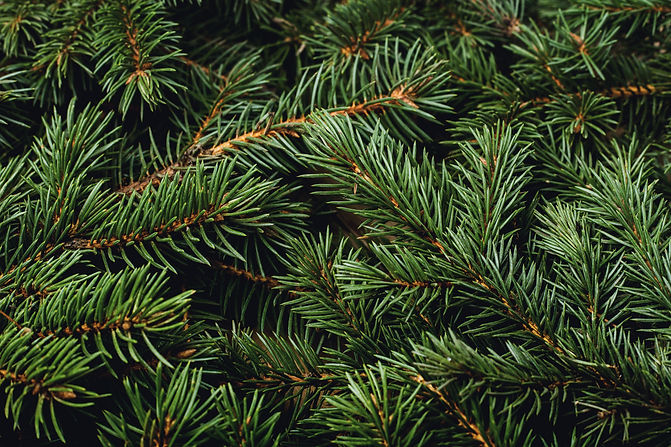 sapin