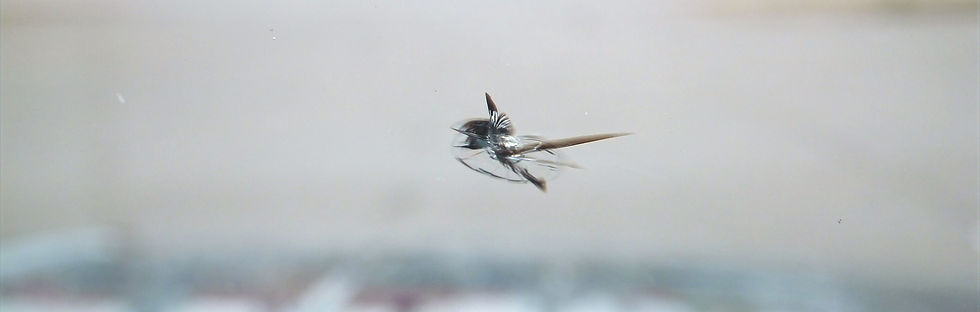 Impact Pare-brise Liège