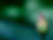Lotus Bud.png