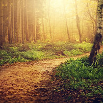 forest-path-sunlight-trees-woods-autumn-5k-3840x2160-2418.jpg