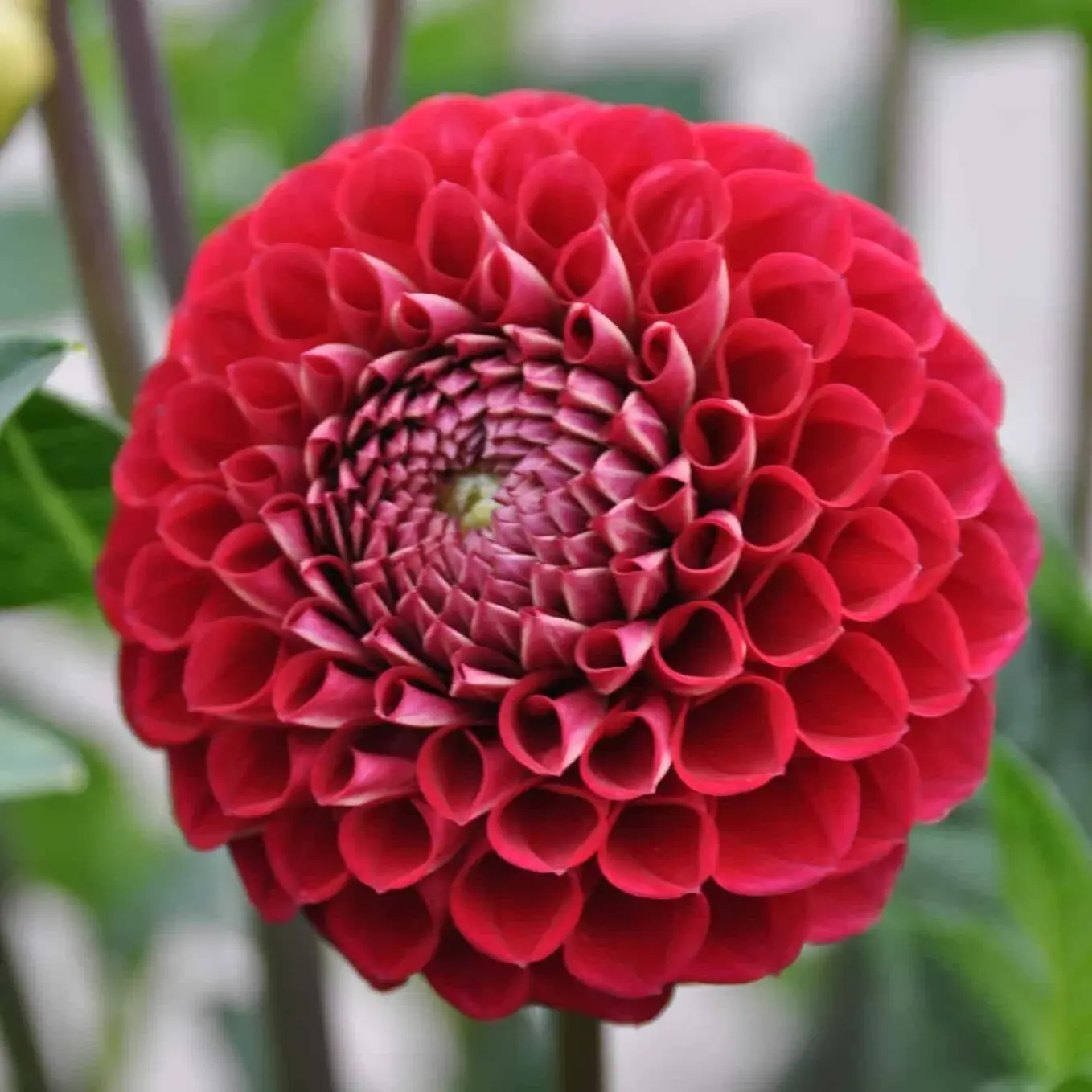Cornel Dahlia Tuber (local pick up only)