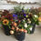 Thumbnail: DIY Flower Buckets-Farmer's Choice