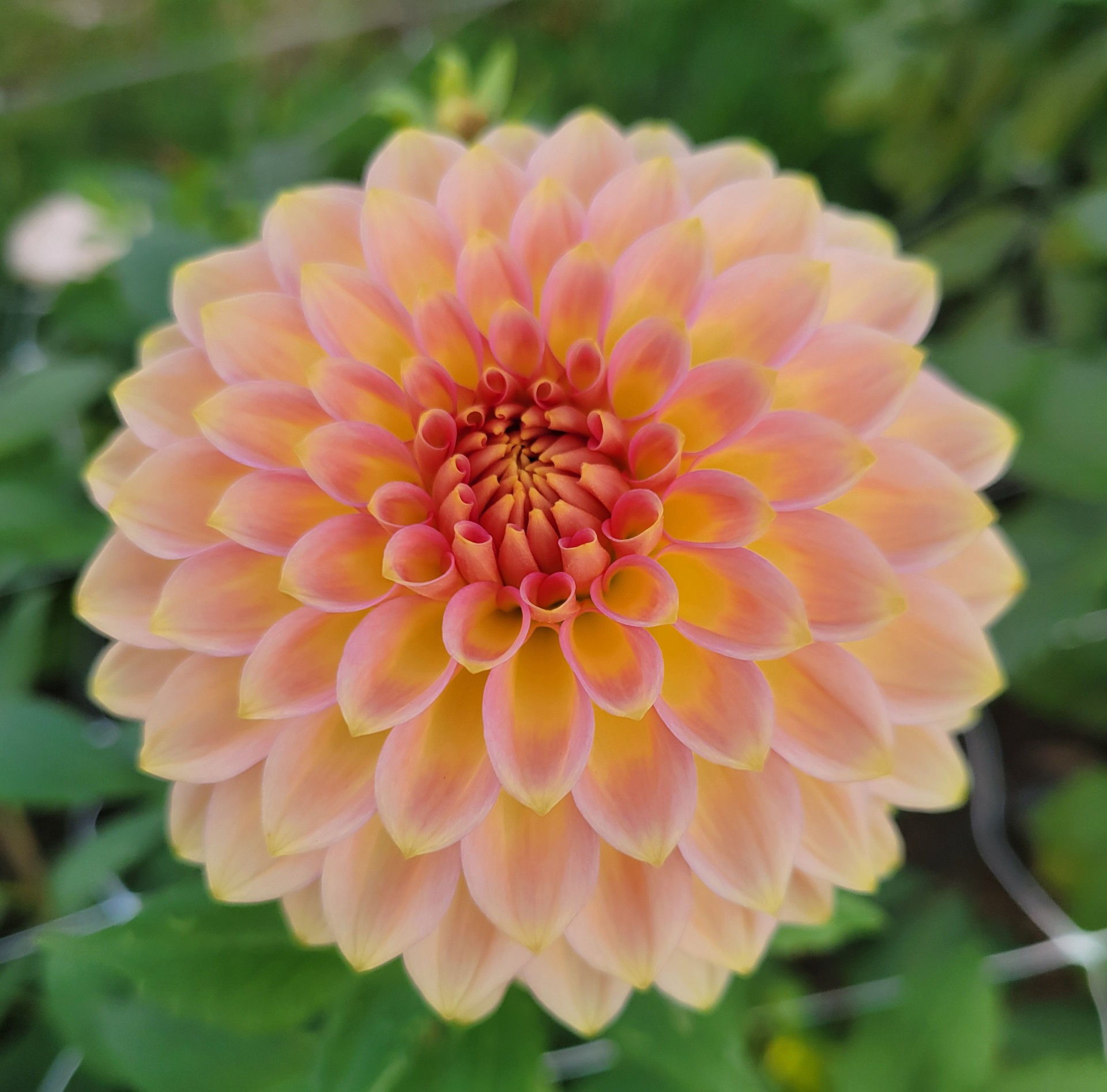 Oreti Adele Dahlia Tuber(local pick up only)