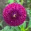 Thumbnail: Dot Com Dahlia Tuber (local pick up)
