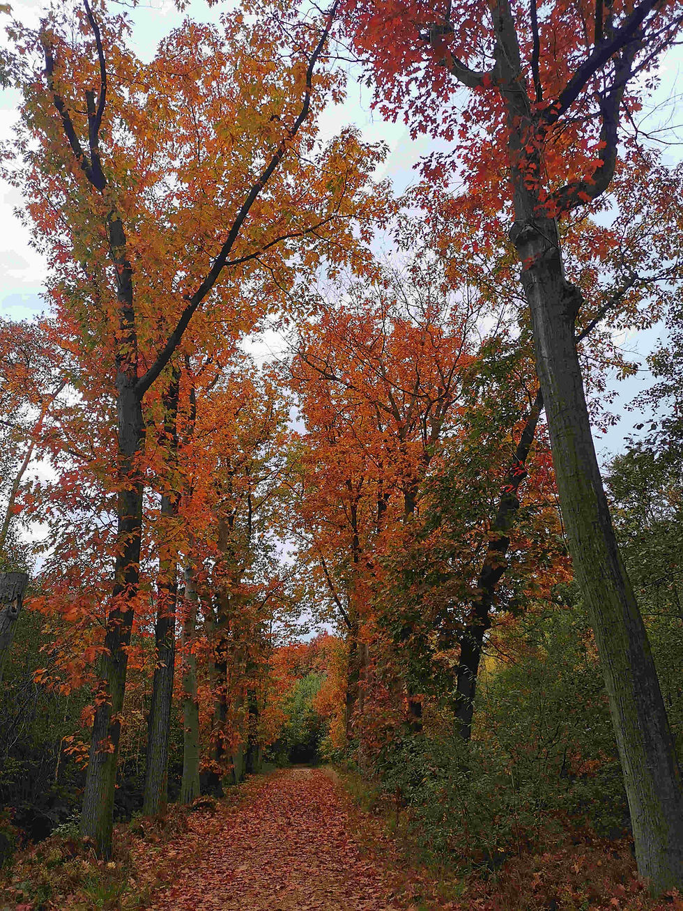 bomen.jpg