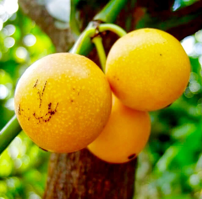 Thumbnail: RARE Lemon Drop Mangosteen - Garcinia Intermedia