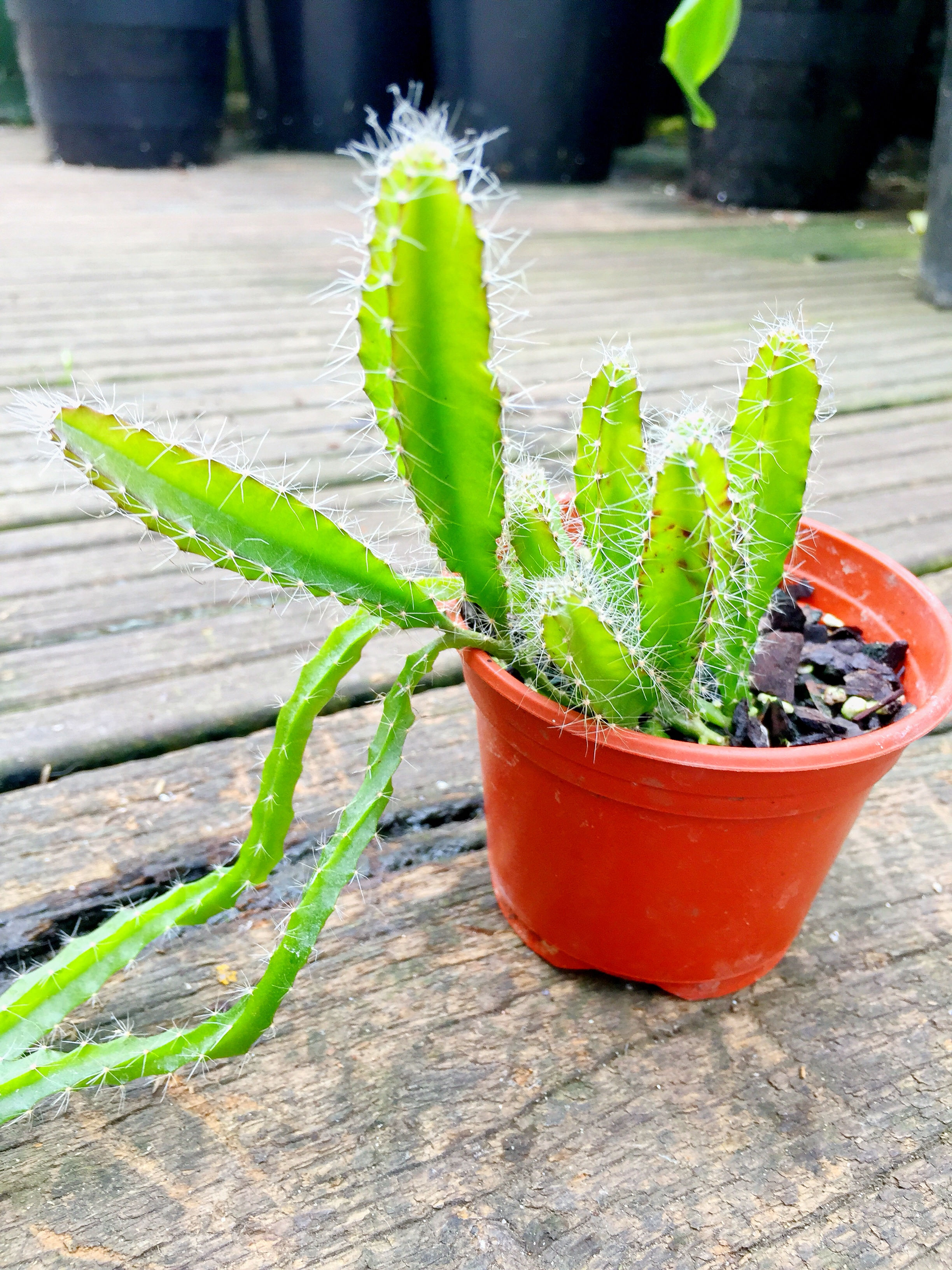 Red Skinned - White Fleshed Dragon Fruit Plant