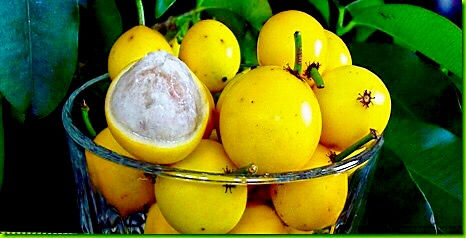 Thumbnail: RARE Lemon Drop Mangosteen - Garcinia Intermedia