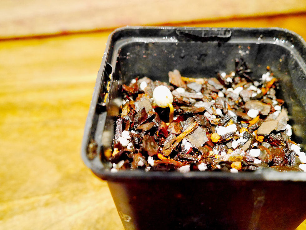 Thumbnail: Dwarf Yellow Caturra Coffee Plant (Bourbon)