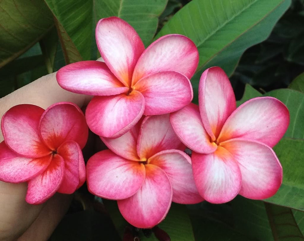 Thumbnail: Frangipani - Plumeria "Rim Fire"