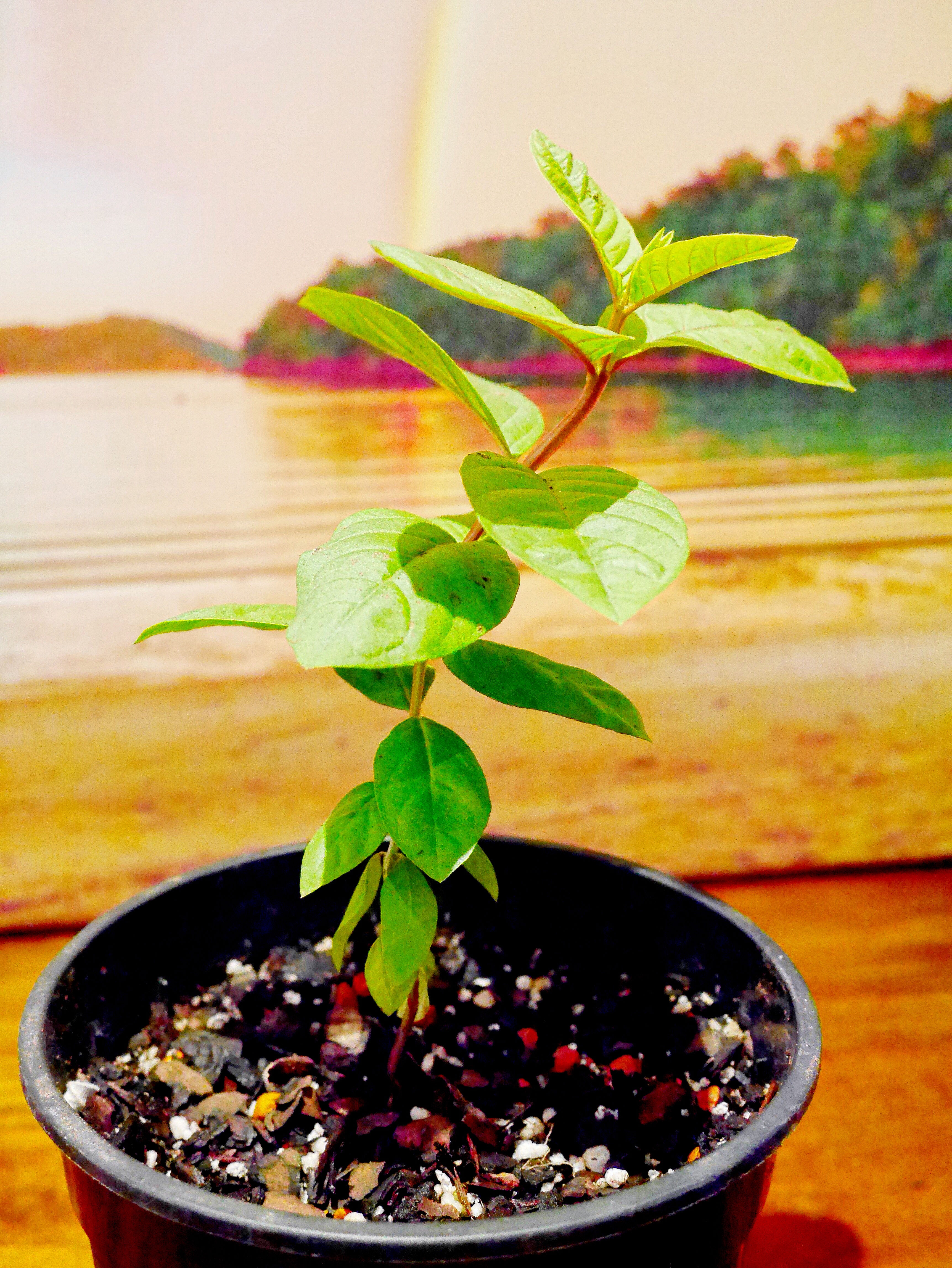 White Flesh Guava Seeds  (Psidium Guajava) x 20