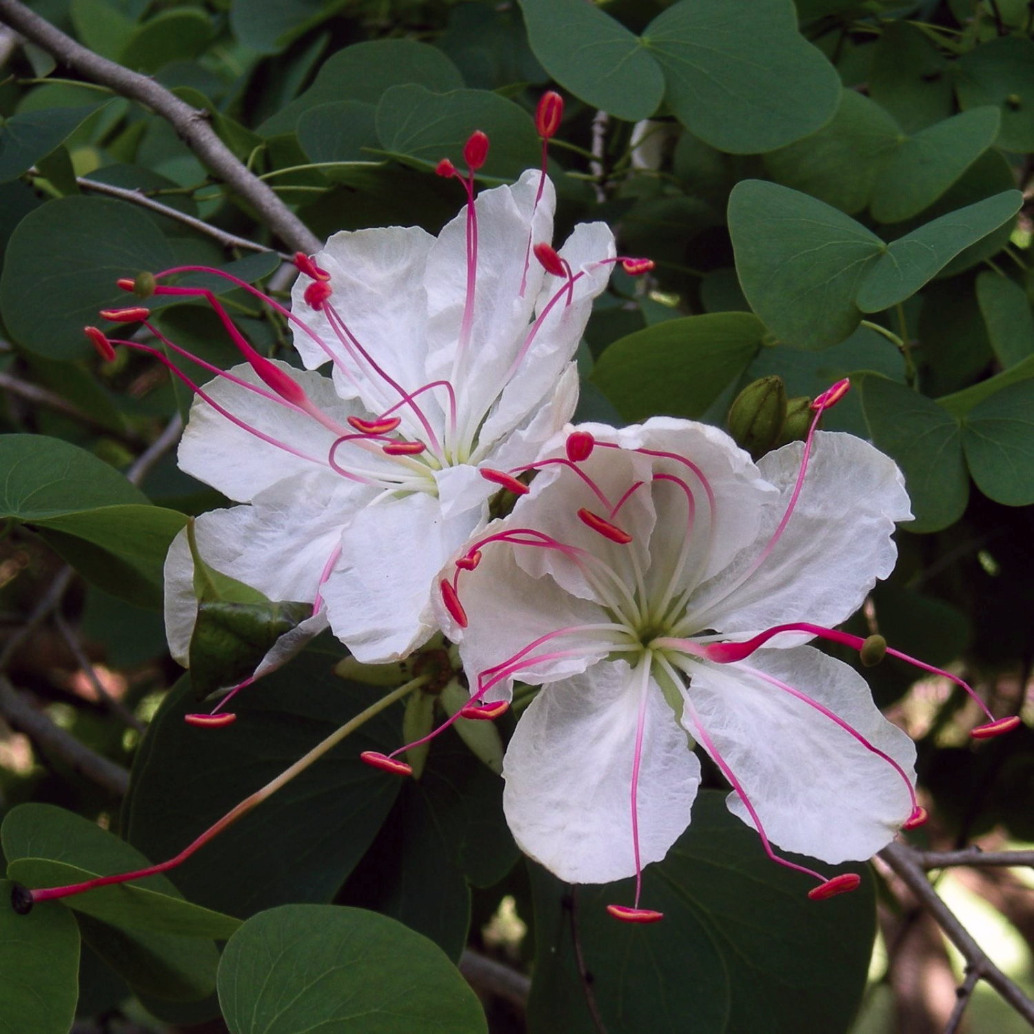 Bauhinia Hookerii - Bonsai like Orchid Tree
