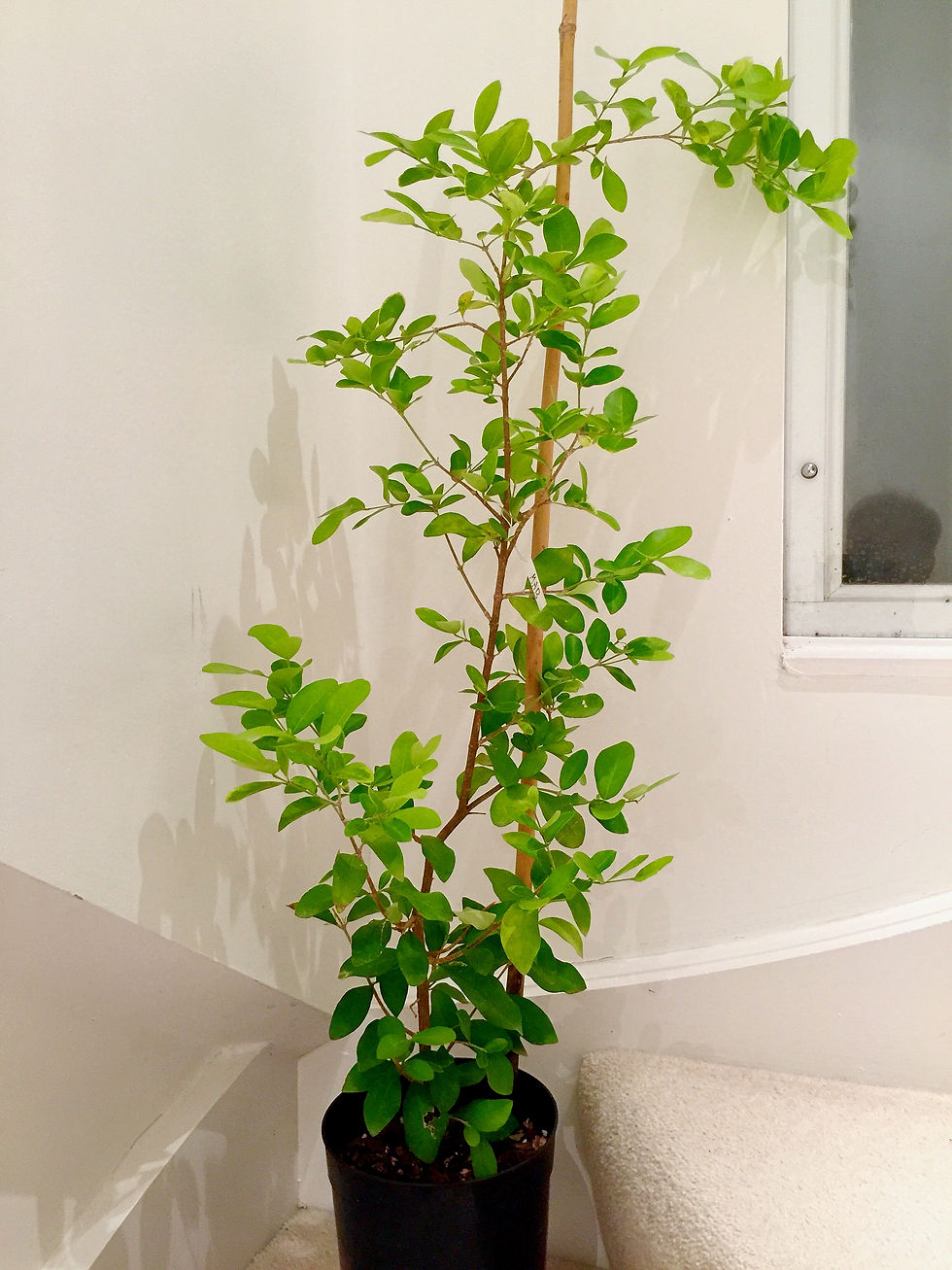 Thumbnail: Acerola - Barbados Cherry Plant - Malpighia Glabra