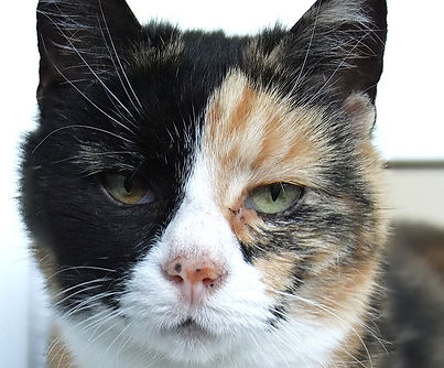 Pippa (2)_edited.jpg