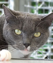Scratchy Claws_edited.jpg