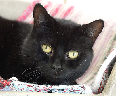 Rembrandt (Remi).JPG