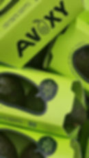 Avoxy avocados in branded packaging from the farm