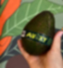 Avocado Avoxy