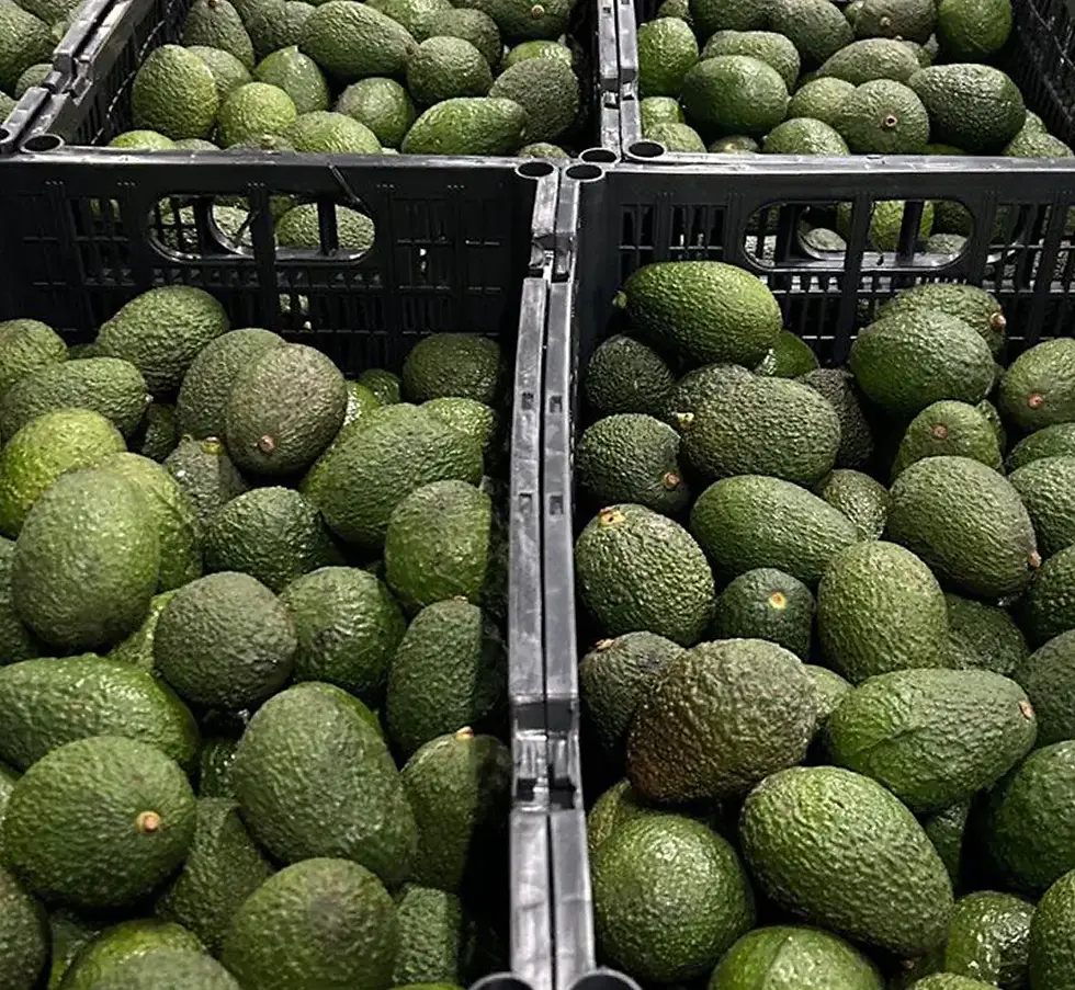 Авокадо Avoxy в супермаркеті