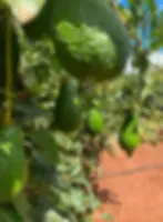Avoxy Avocado Farm