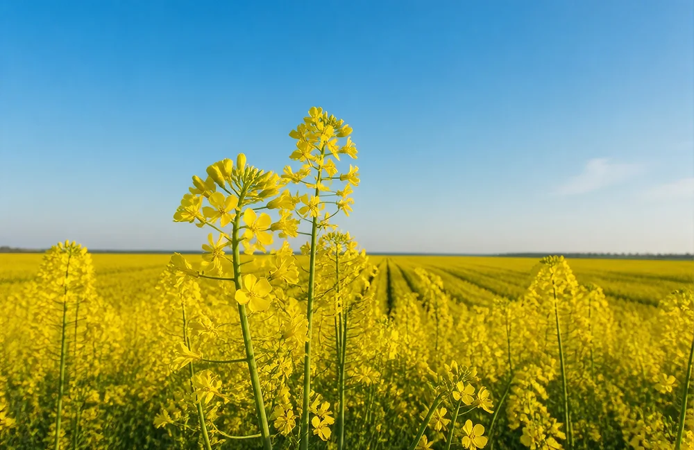Квітуче поле ріпаку