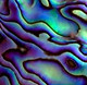 abalone2.jpg