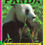Thumbnail: Panda - Kenyataan Cerita Aktivitas