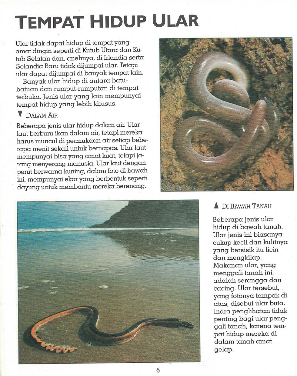 Thumbnail: Ular - Kenyataan Cerita Aktivitas