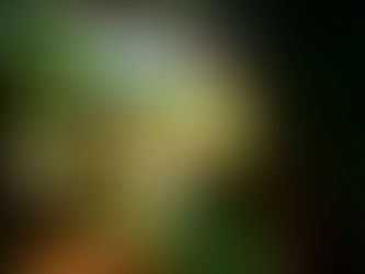 第二百十三話、Aucklandのフォレスト