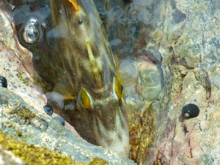 第百二十一話、人生初のタコ2発🐙と黒い三連星