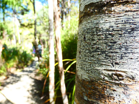 第二百十九話、オークランド脱出計画叶わずとも...