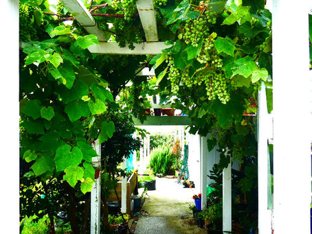 第二百十七話、スキル交換ってありだよね