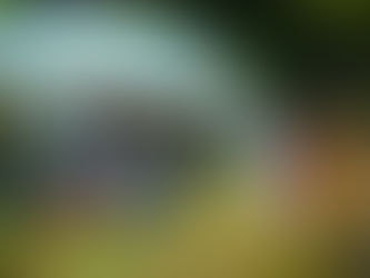 第四十一話、幻の滝を探しに....in bay of plenty Ⅰ