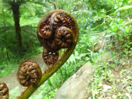 第六十二話、オークランドの近場スポット..........トレッキング編Ⅲ