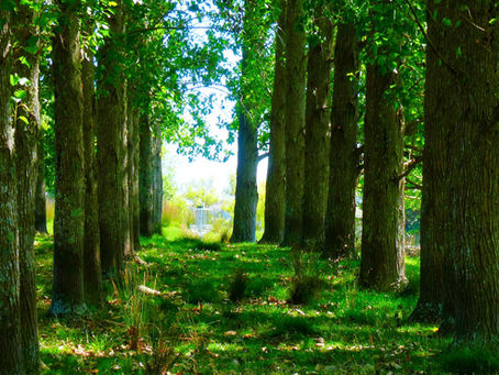 第百九十五話、Brandnew Disc Golf Course and Art Cafe'