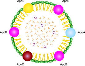 proteinas-29-lipoproteinas.png