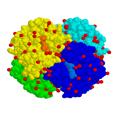 f5fac-hemoglobine.gif