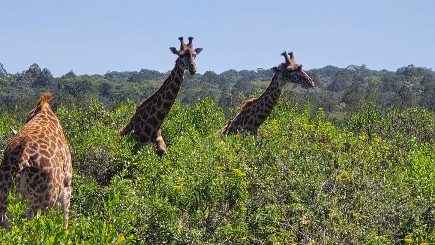 Giraffes on Meru