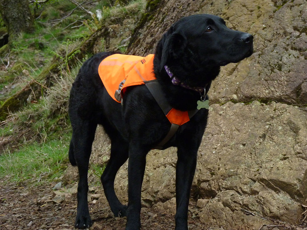 Lexi in her Ruffwear Track Jacket