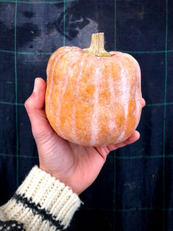 Koginut Squash