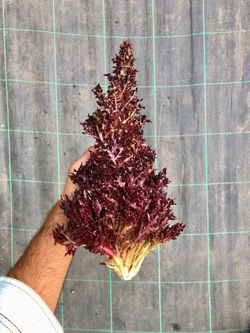 Flowering Crispy Salanova