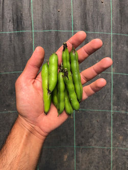 Fava Beans