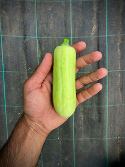 Zero Waste Squash