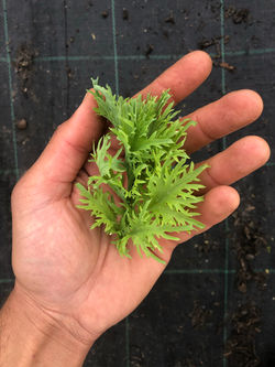 Wasabina Mustard